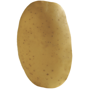 LADY FELICIA - Lady Felicia è una patata con la polpa gialla con un gusto aromatico perfetto. I tuberi sono piuttosto solidi nella cottura. Per la sua capacità di conservazione si può fornire tutto l'anno. La finitura della buccia è molto attraente e perciò questa patata è perfettamente adatta al lavaggio e al confezionamento. 