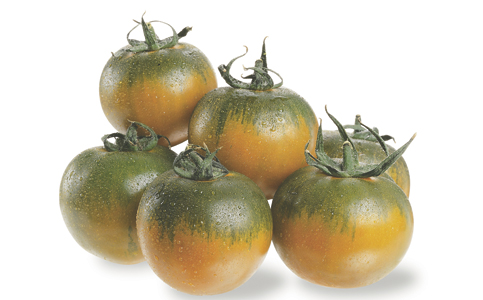 CAMONE - There probably isn't any other tomato with a chosen land like the 
