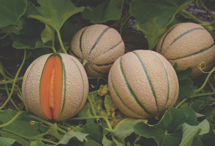 ANISH - Varietà di melone a buccia gialla tradizionale. Particolarmente adatto alle colture forzate in tutte le aree italiane. Si caratterizza per un'eccellente 