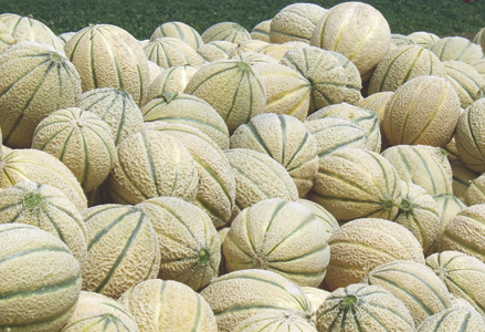 BRIGANTE - Hybrid, monoecious, with netlike markings and wedge grooves, E.S.L. (Extended Shelf Life). Suitable for growing in a greenhouse, tunnel, small tunnel and open field. The oval fruit with good netlike markings and a yellow skin has a very small placenta cavity. Average weight: around 1.200 - 1.600 kg. The flesh is orange- coloured, sweet, firm and preservable. Excellent storability post-harvest. Mainly for the Italian market, in the large-scale retail trade. 
