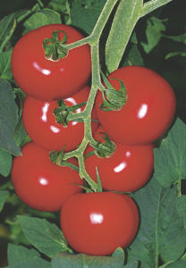 BRIRED - This bunch-type tomato is ideal for all kinds of green house cultivation. It has a very early cycle. The plant has a high yield and is very adaptable. The average weight of the fruit is around 130-150 grams and has a splendid bright colour. The bunches are extremely regular with a typical fishbone formation. The fruit keeps very well too. 