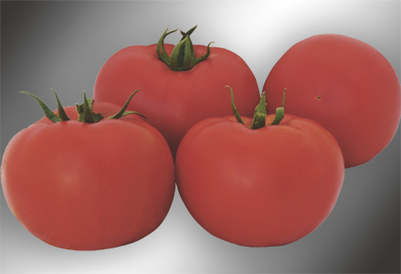 POMODORO BIG RED - Undetermined fresh market hybrid, in high demand by farmers seeking very large fruit with excellent organoleptic characteristics. Strong plant with excellent characteristics even at the level of a young plant with good aeration, high uniformity and abundant productivity during the entire growing cycle. The fruit, weighing about 300 gr, has excellent intense red colouring, a rounded shape and is always very uniform in terms of diameter. Optimum storability and excellent taste. 